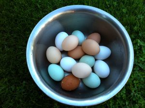 Bunte Eier auf dem Ferienhof Lüders-Köneke